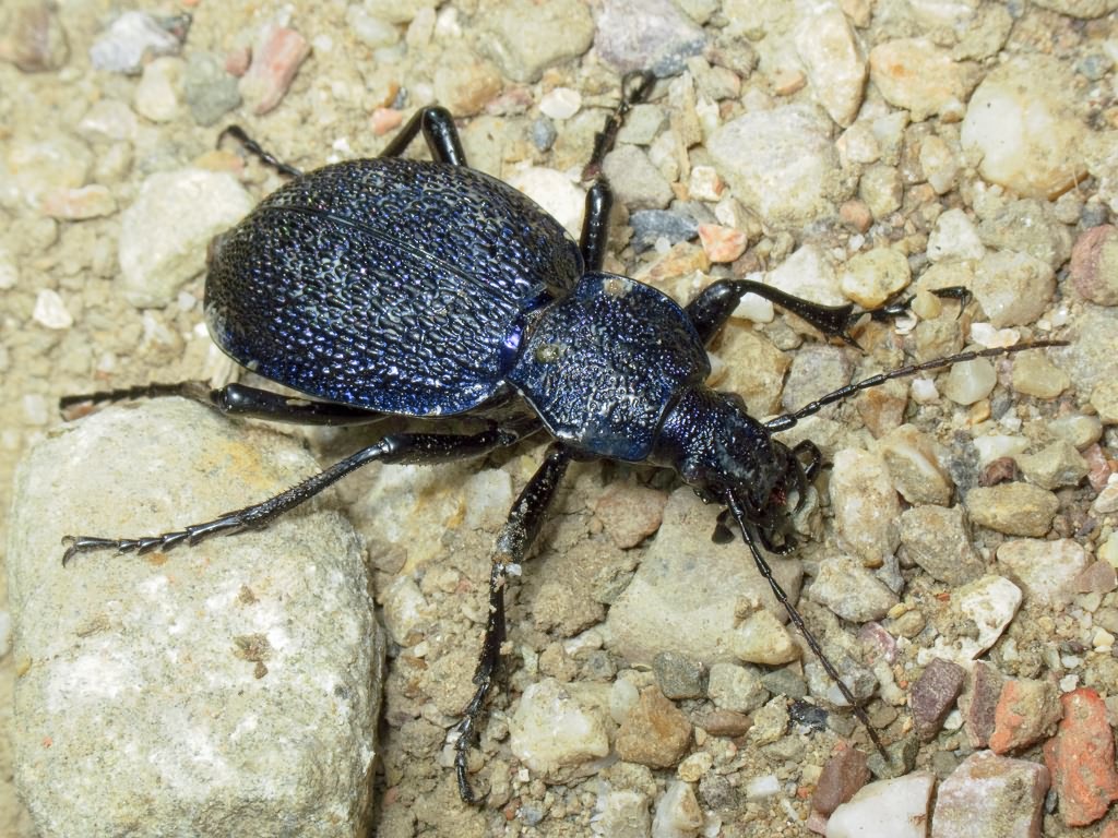 Carabus scabrosus tauricus Bonelli, 1810